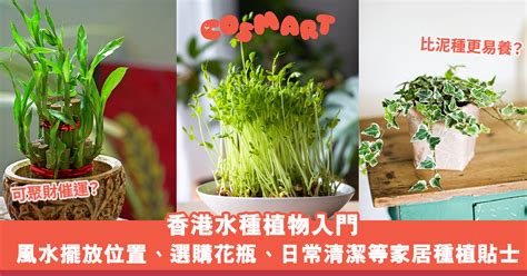 水種植物 風水